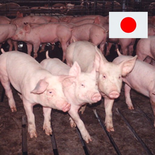 Japón importó el año pasado más de 932 mil toneladas de carne de cerdo