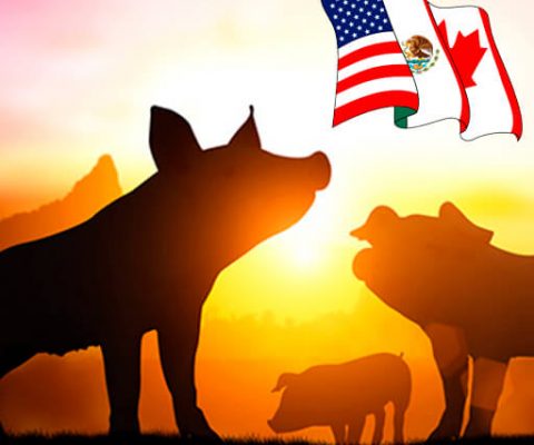 TLCAN abriría puertas a exportar carne porcina: Caram Inclán