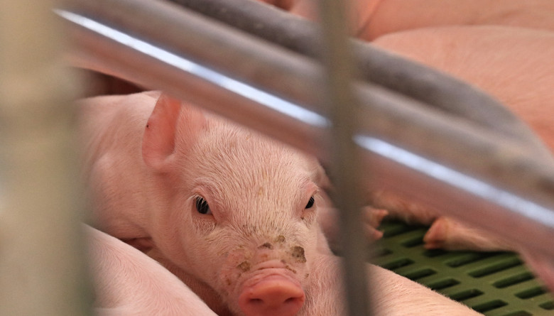 La Oporpa pide presupuesto para proteger a México frente a la amenaza de Peste Porcina Africana